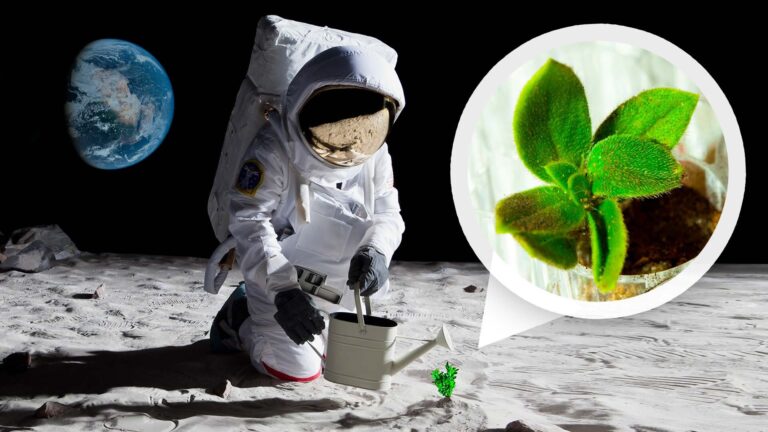 Moonganic: The Future of Food in Interstellar Colonization