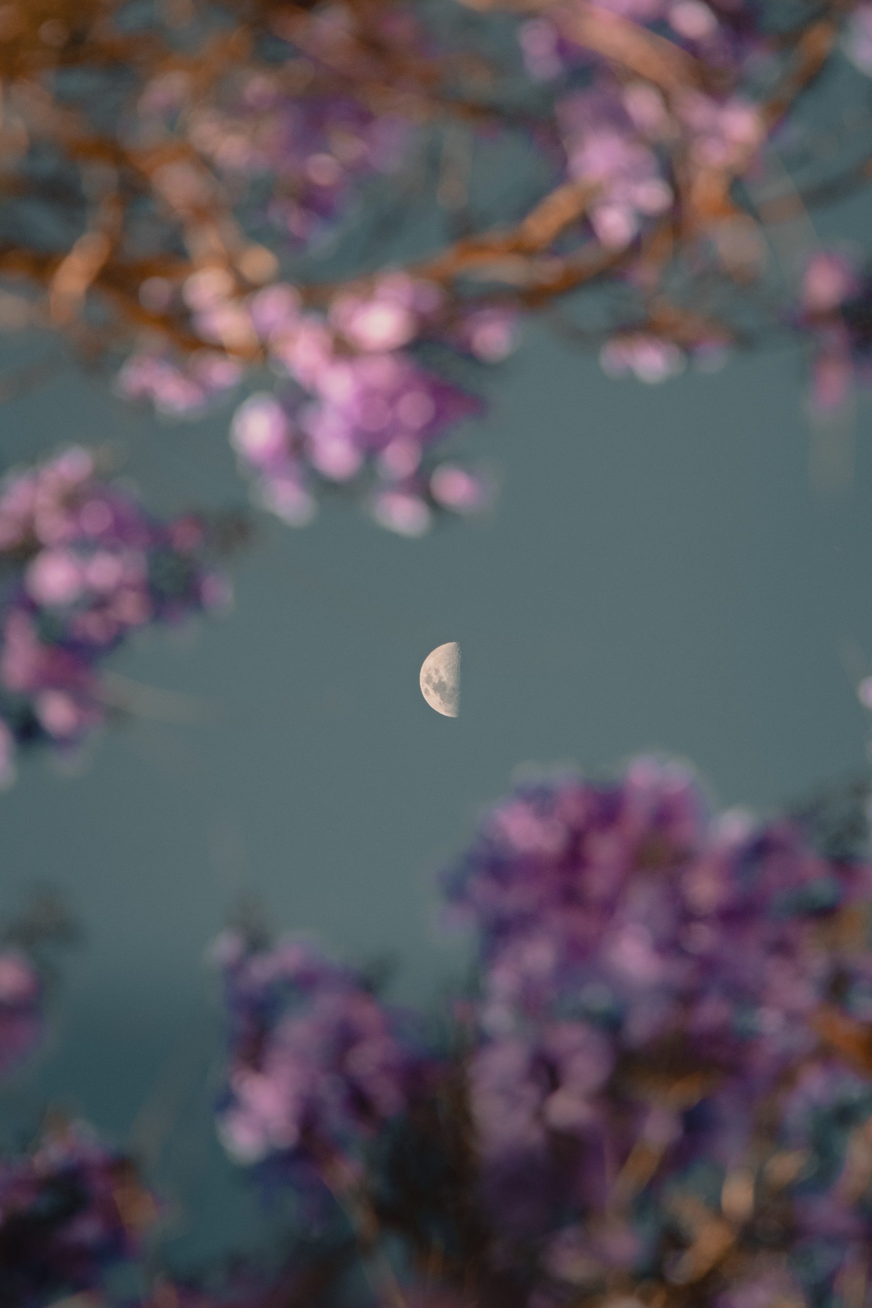 Moonganic.com: Pioneering Sustainable Agriculture for Lunar Colonies