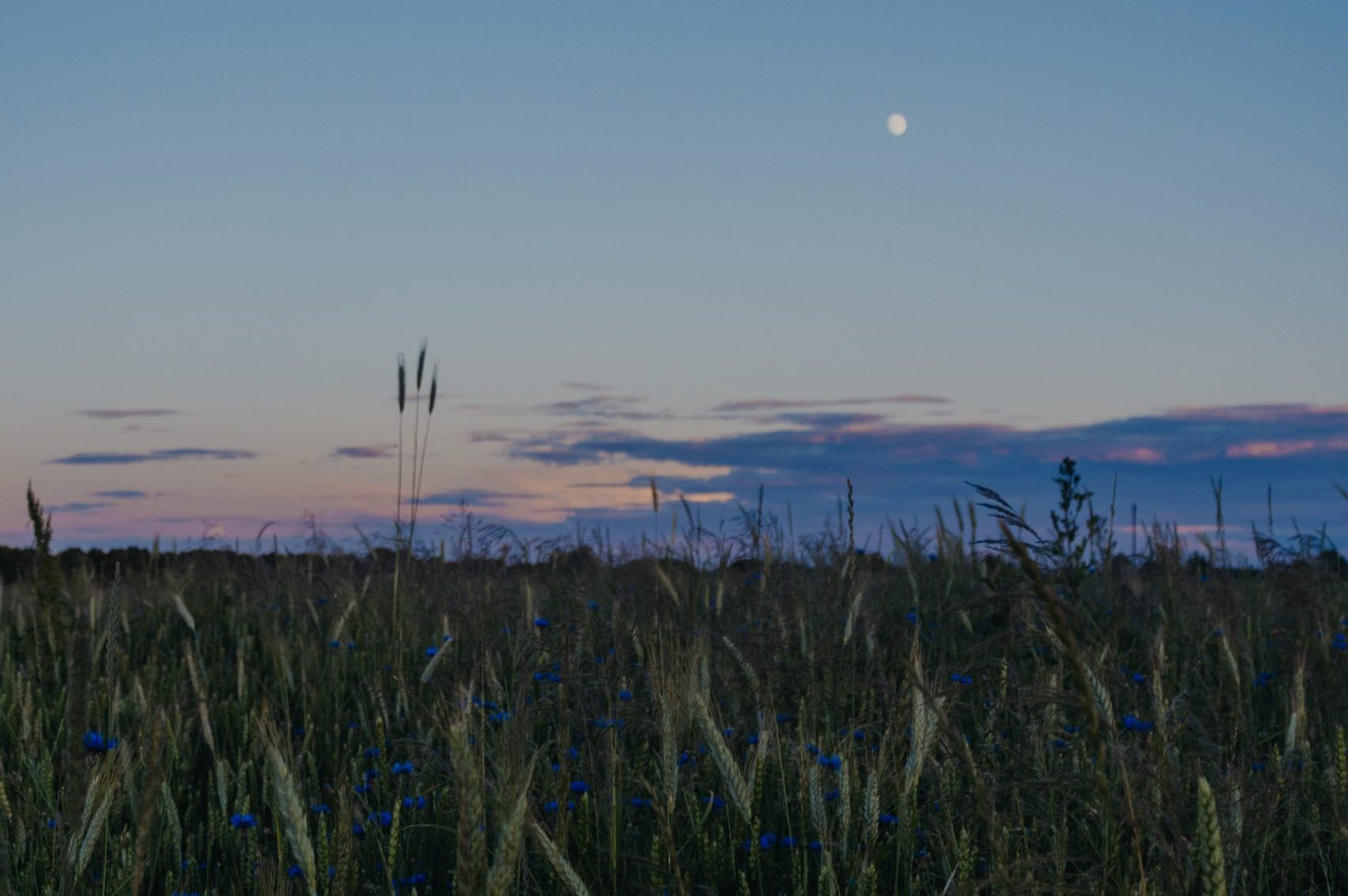 Moonganic: Shaping a Greener Future for Lunar Colonies
