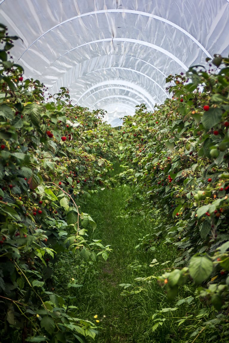 The Challenge of Space Farming